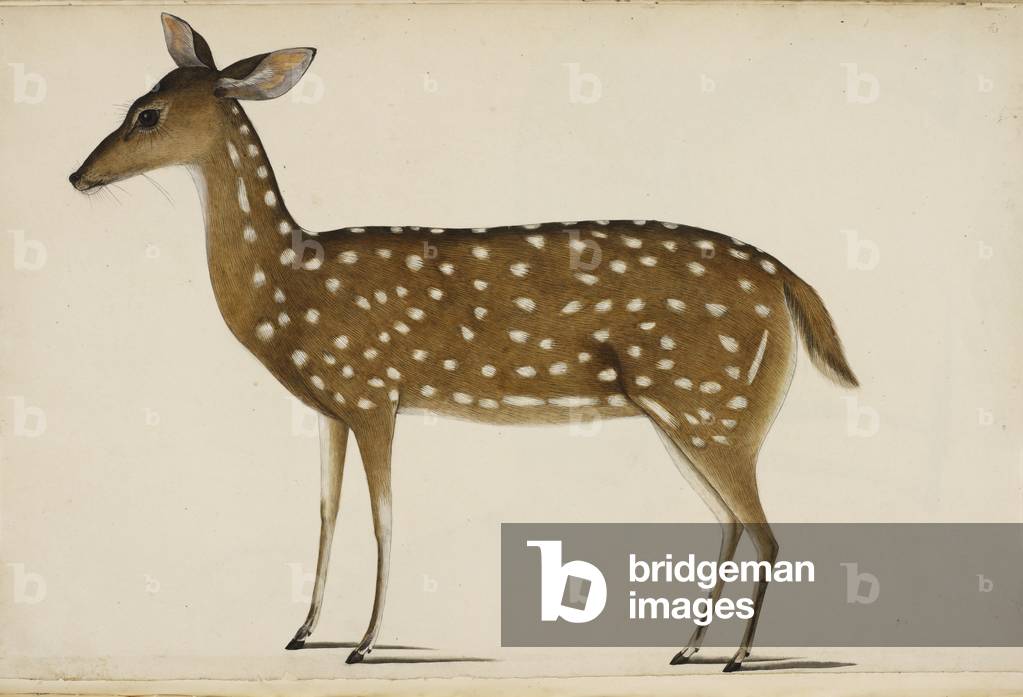 Cerf tacheté
