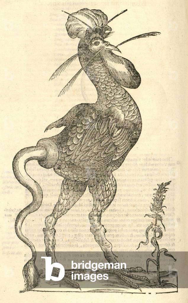 illustration de “Gallus monstrosus” de “History of Monsters'” d'Aldrovandi, 1642 par Italian School