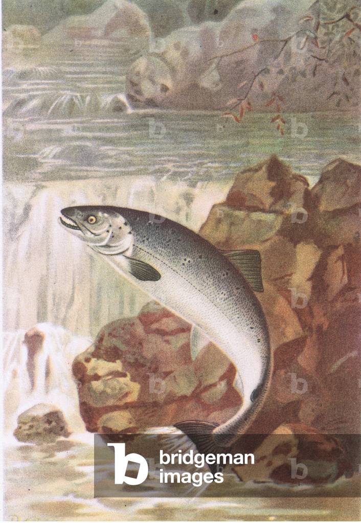 Un Salmone Leap, Natura in Gran Bretagna pubblicato da Collins, 1946 (colore lito)