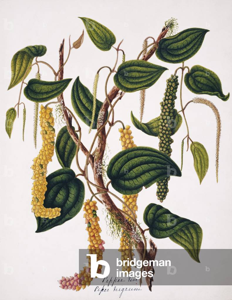 Immagine di Incisione "Piper nero" 1801 di Margaret Bushby Lascelles Cockburn