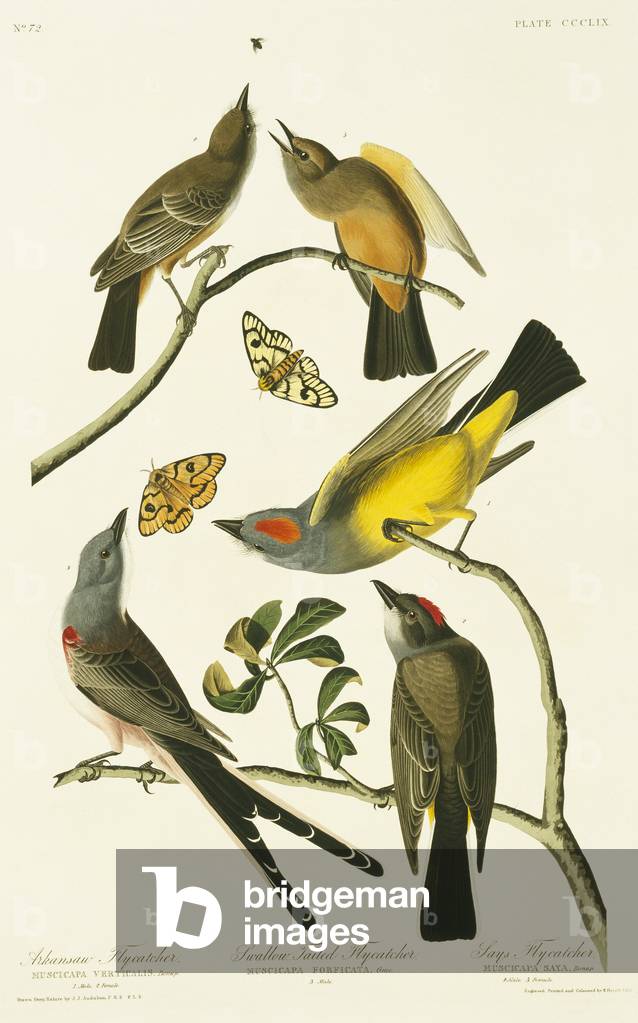 Tyrannus verticalis, Tyrannus forficatus, Sayornis saya, piatto 359 da John James Audubon's Birds of America, 