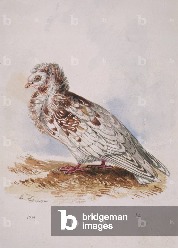 "Columba-Livia"