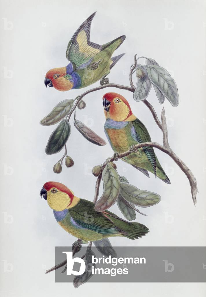 Bild von Druck "Südlicher Ring Perroquet (Lithographie)" von John Gould