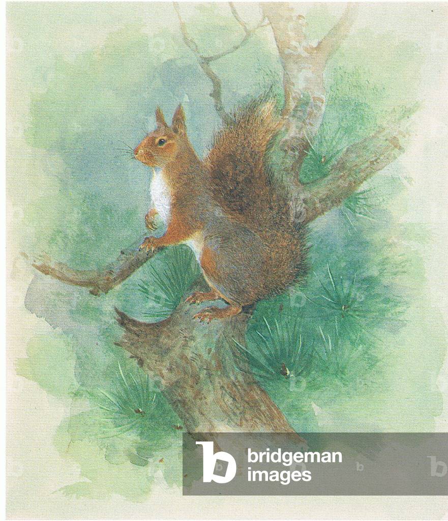 Red Squirrel, from source unknown (colour litho)