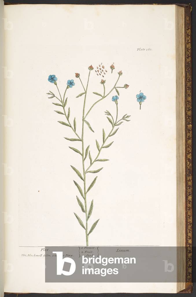 Immagine di Incisione "Piatto 160" 1737 di Elizabeth Blackwell