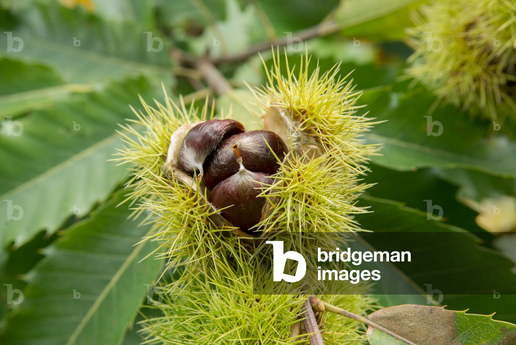Bild von Fotografie "Castanea sativa (Edelkastanie)" von Andrew McRobb