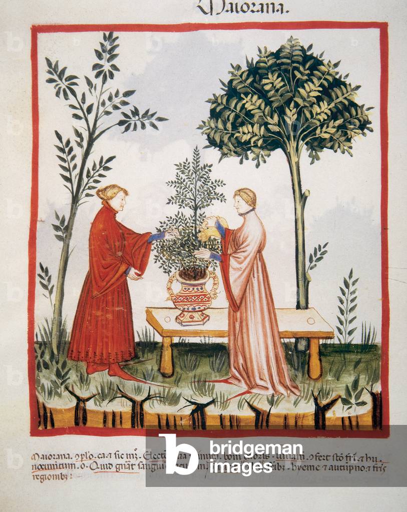 "Tacuinum Sanitatis. Fine XIV secolo. Annaffiare una pianta di maggiorana."