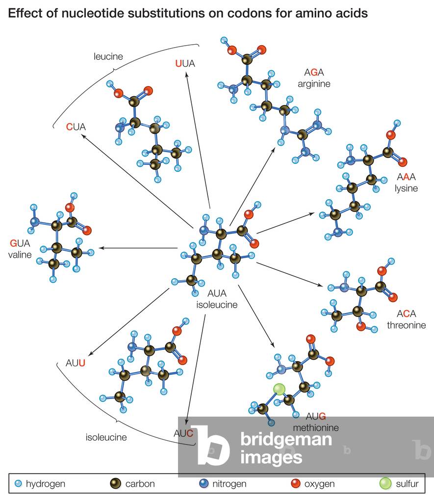 Mutazioni puntiformi. Come i cambiamenti in un acido nucleico di una tripletta portano a diversi aminoacidi ne