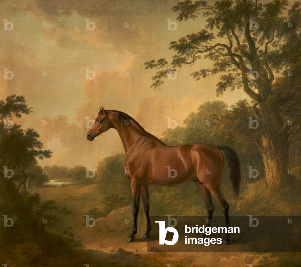 Un cacciatore di baia di nome 'Sir Oliver '