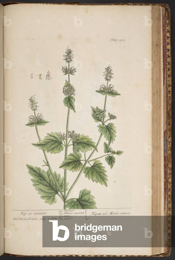 Bild von Gravur "Teller 455" 1737 von Elizabeth Blackwell