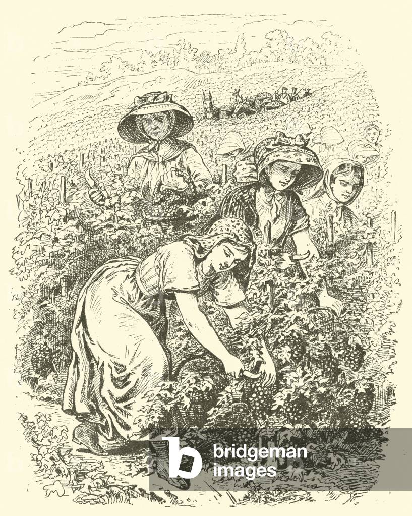 Picking grapes in Champagne (engraving) by English Artist, b/w