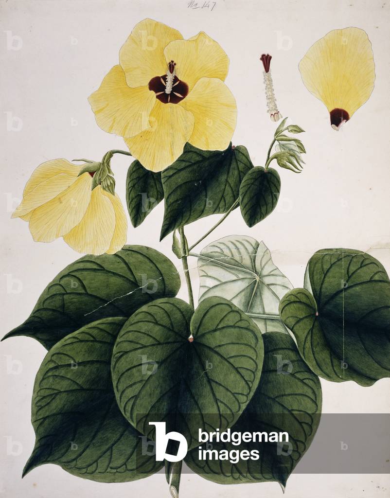 "Ibiscus tiliaceus" 1847