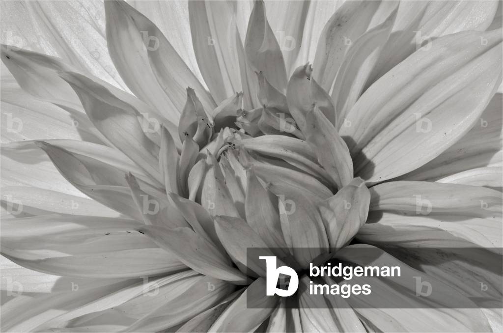 Untitled, 2019 (fotografia)