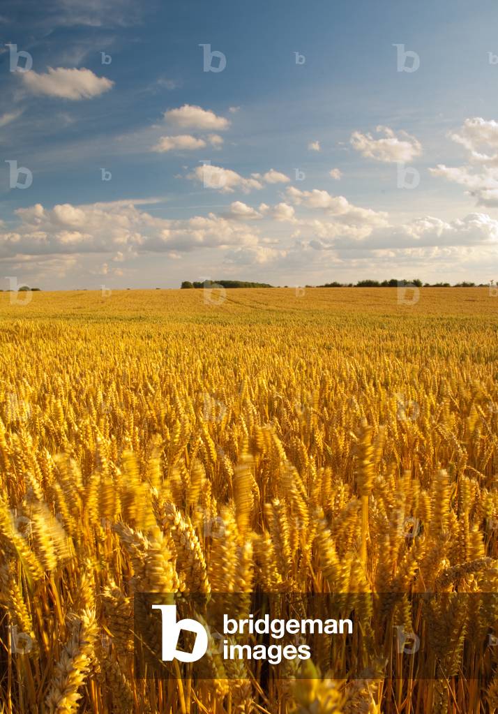 Edgehill, Warwickshire, 2011 (foto)
