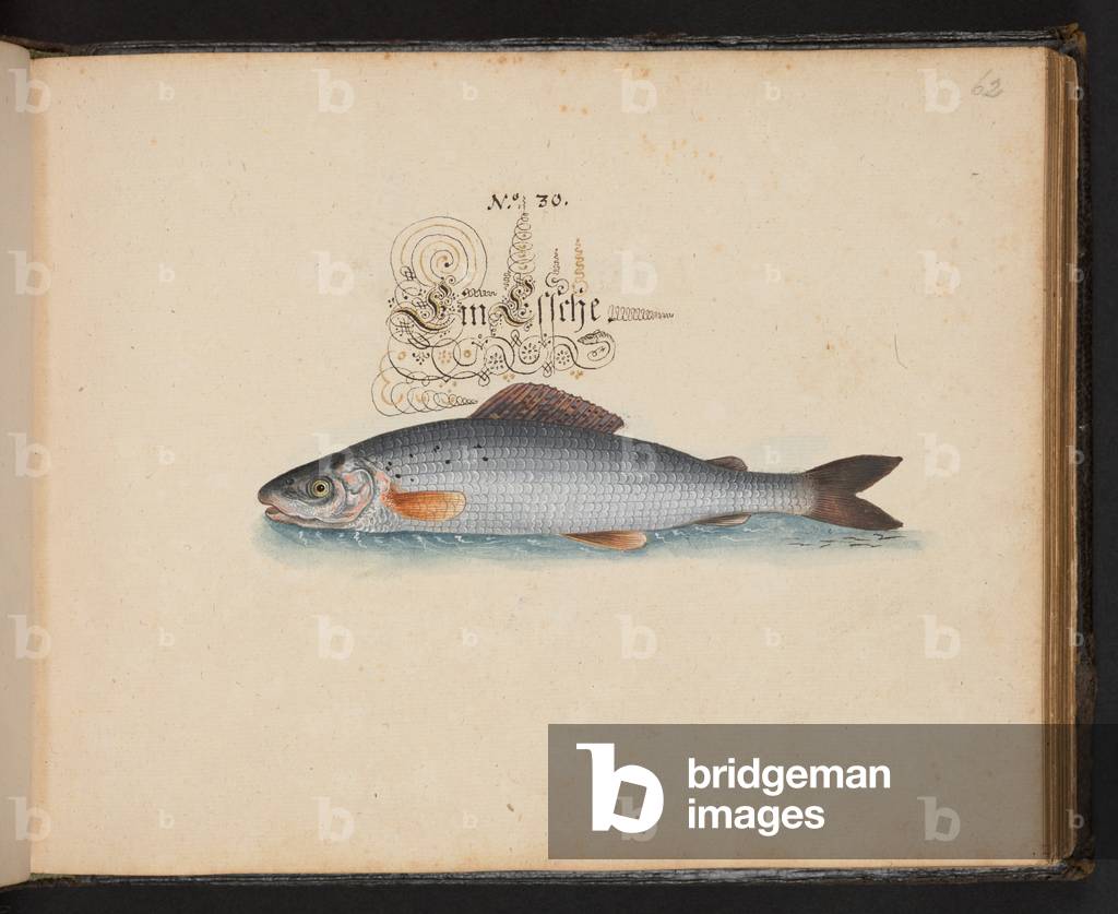 Image of Manuscript depicting "An exact natural description and Delineation of the Water-Fowls 1653 by Leonhar