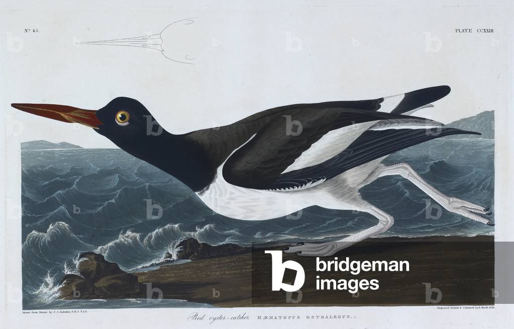 "Un uccellino. Illustrazione a colori di Audubon; Acchiappatore di ostriche pied."