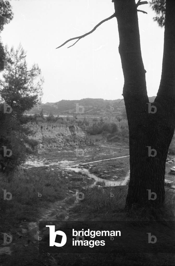 "Grecia - Un albero vicino a un sito archeologico" 1954