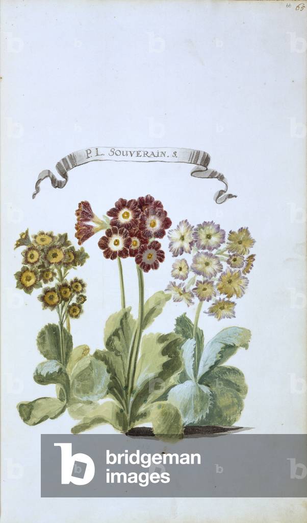 Image of Drawing depicting P. L. Souverain. S. by Johanne Godfredo Simula