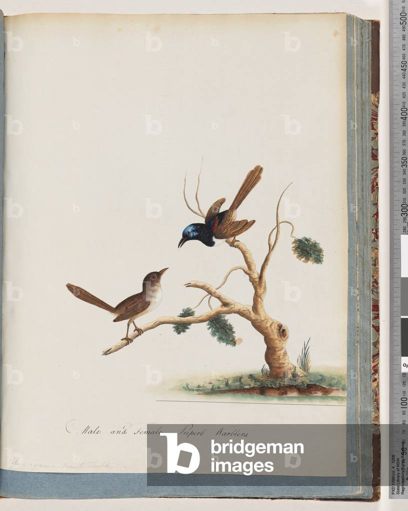 Seite 68. Rotflügelfee, wren, männlich und weiblich. Männliche und weibliche Superb Warblers (w/c auf Papier)