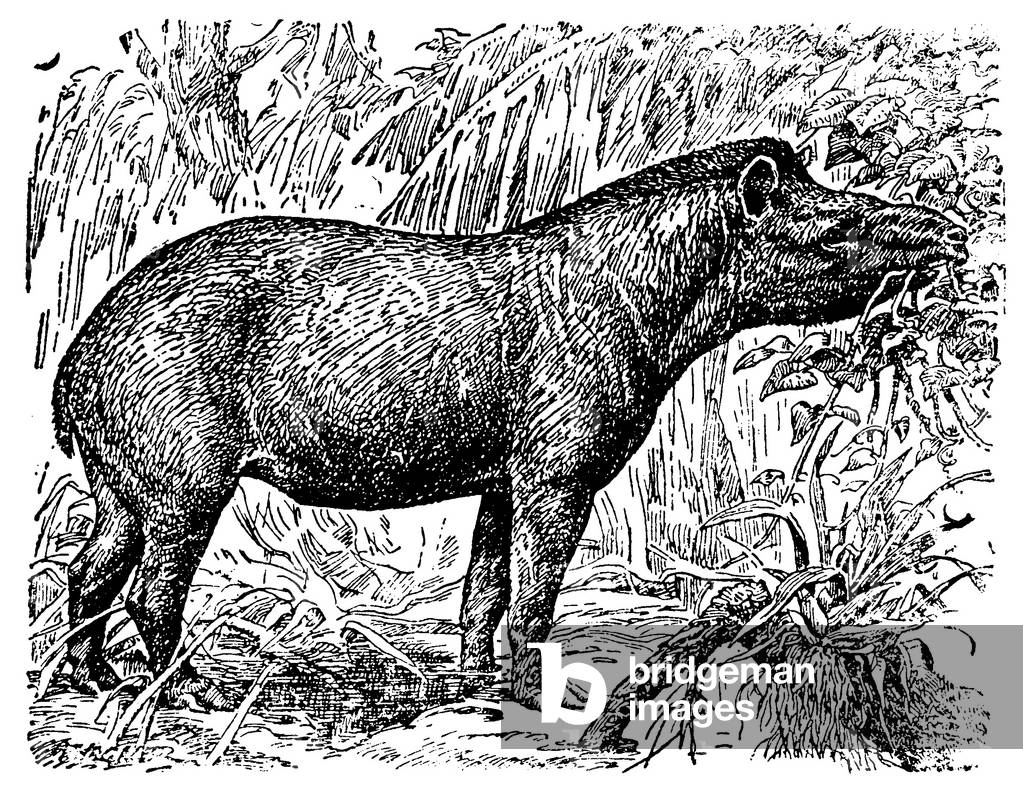 Image of Engraving depicting American tapir, b/w