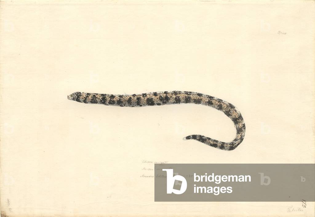 Image of Drawing depicting Echidna nebulosa by Georg Forster, b/w