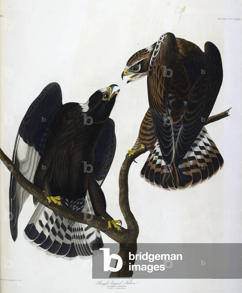 "Zwei Vögel. Farbillustration von Audubon; Rough-legged Falcon."