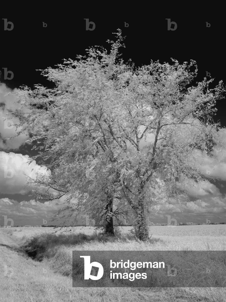 Image de Photographie représentant Natchez Trace Parkway 2007 par Unknown photographer, b/w