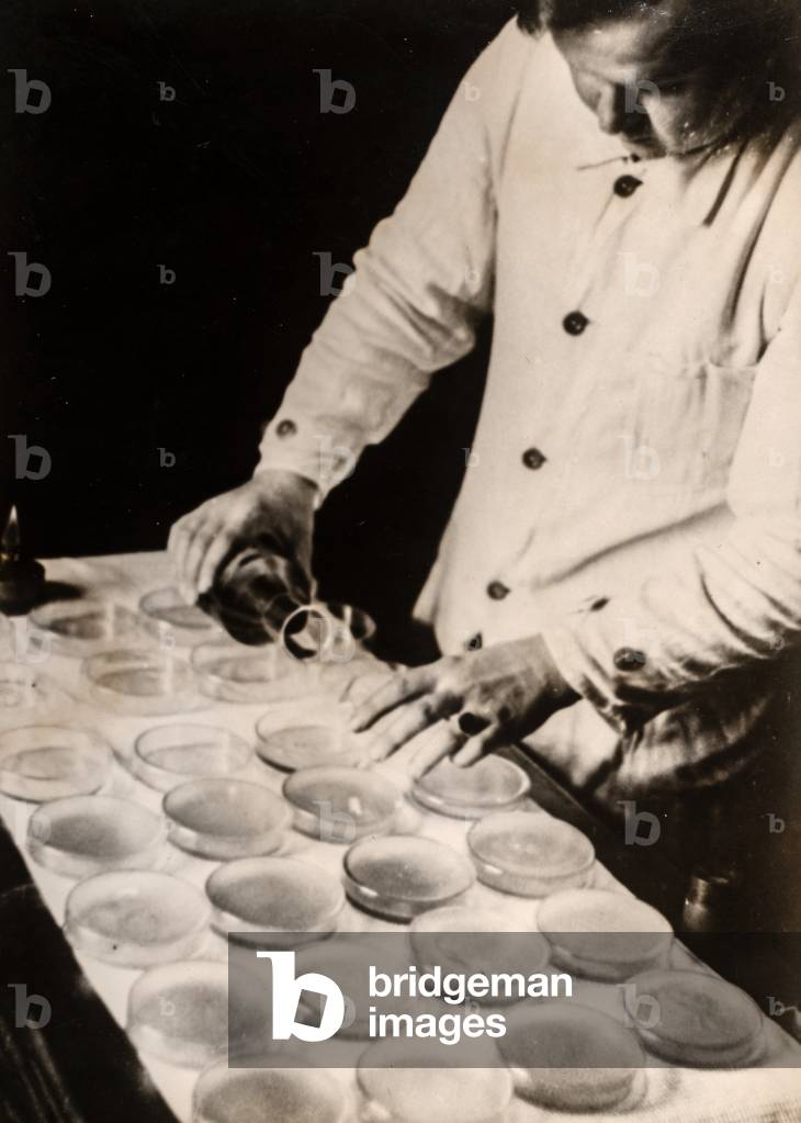 Scienziato che prepara piatti di Petri, Berlino, Germania, 1912 (stampa gelatina d'argento)