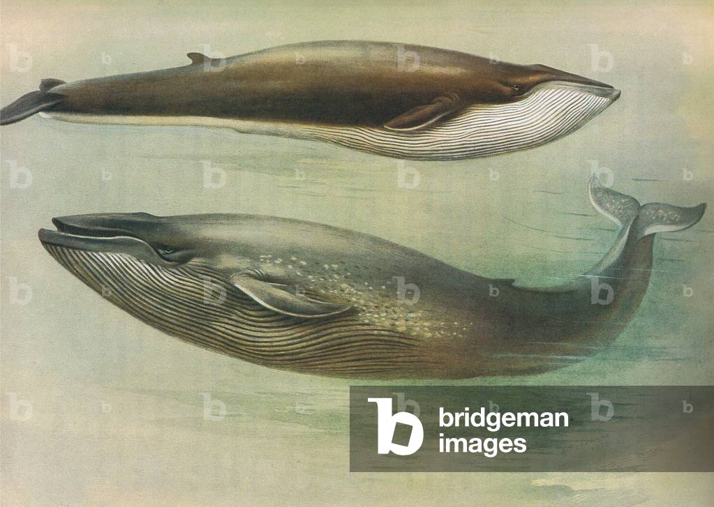 "Rorqual comune" di Archibald Thorburn