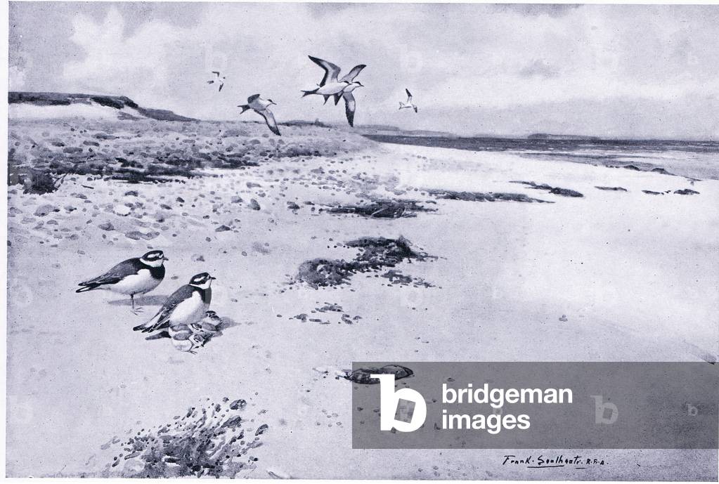 Image of Print depicting Ring Plover and young (litho) by Frank Southgate, b/w