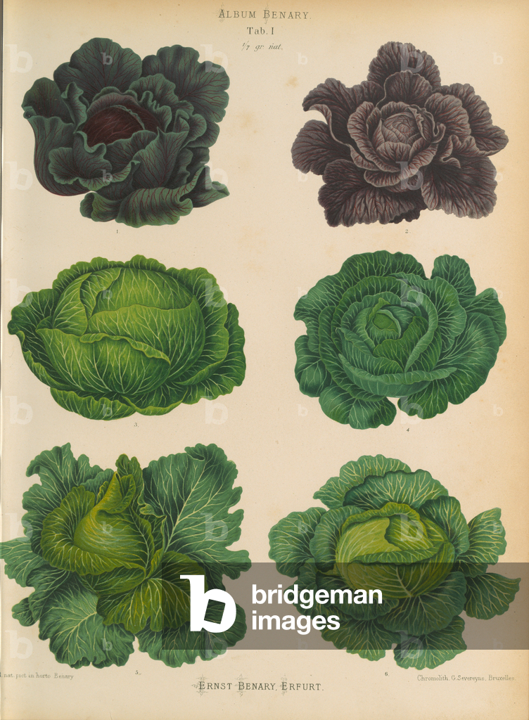 Image of Print depicting Variety of cabbages (Brassica oleracea) 1876 by Ernst Benary