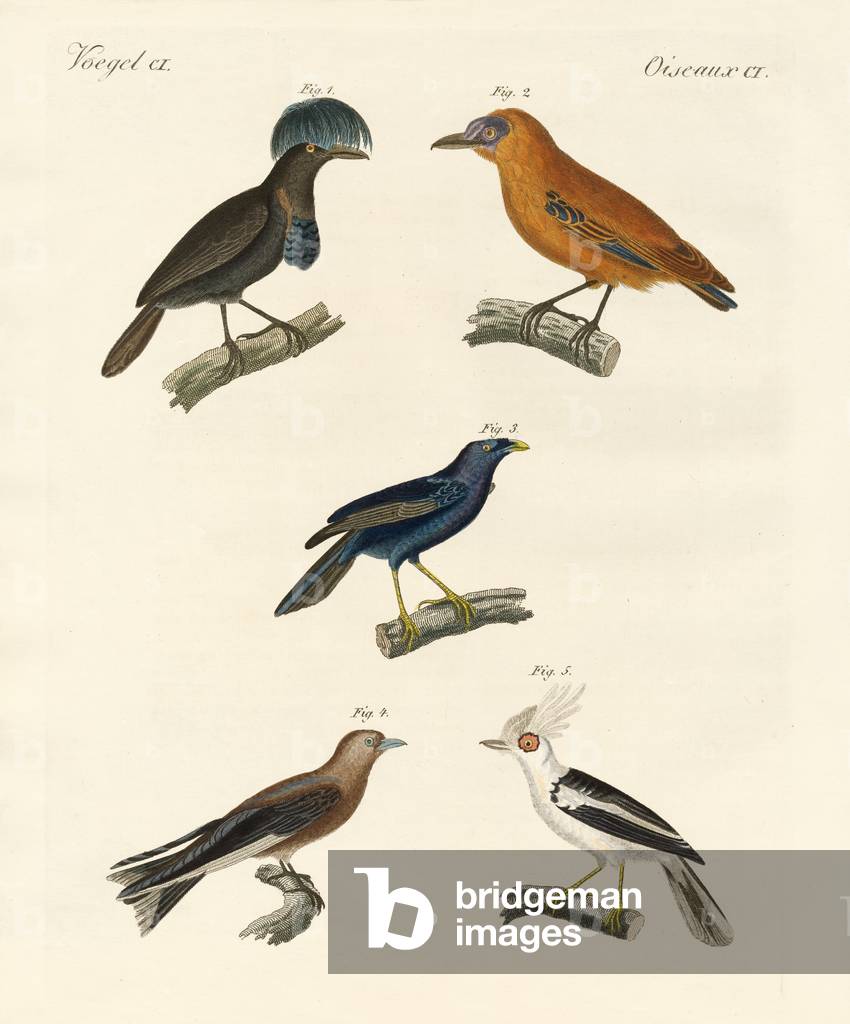Immagine di Incisione "Bellissimi uccelli (incisione colorata)" di German School, b/w