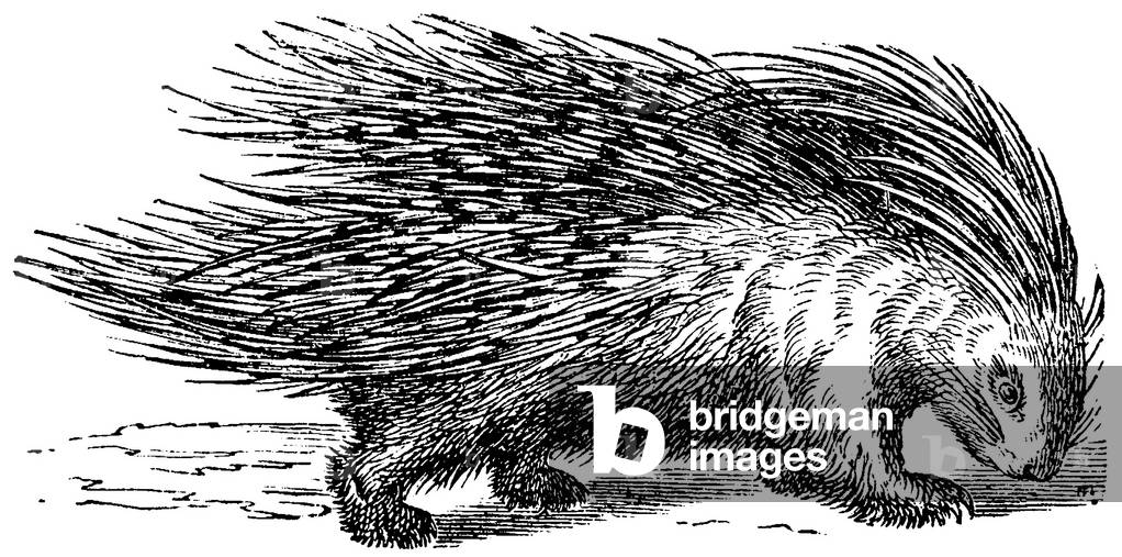 Image de Gravure représentant Porcupin, b/w