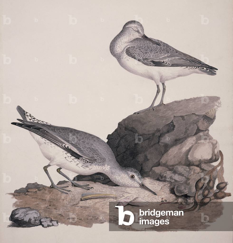 Bild von Druck "Calidris cantus" von William MacGillivray, b/w