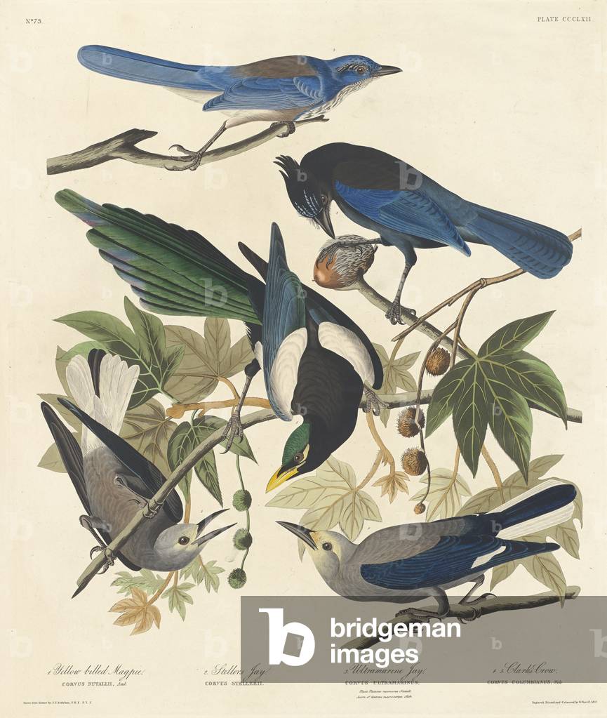 Yellow-billed Magpie, Stellers Jay, Ultramarine Jay and Clark's Crow, 1837 (coloured engraving)