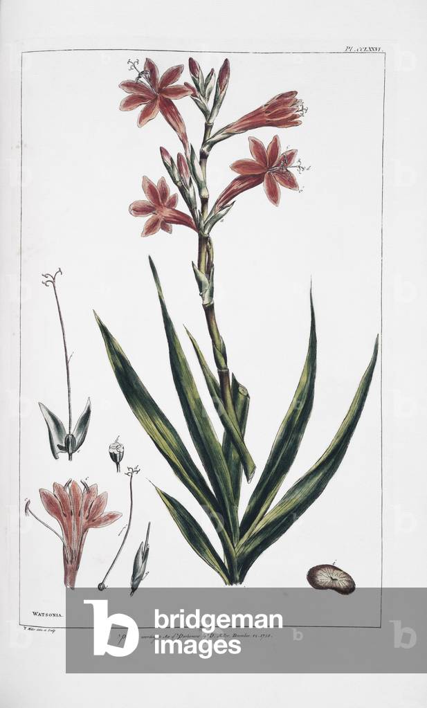 Watsonia meriana L. 1755 par Philip Miller