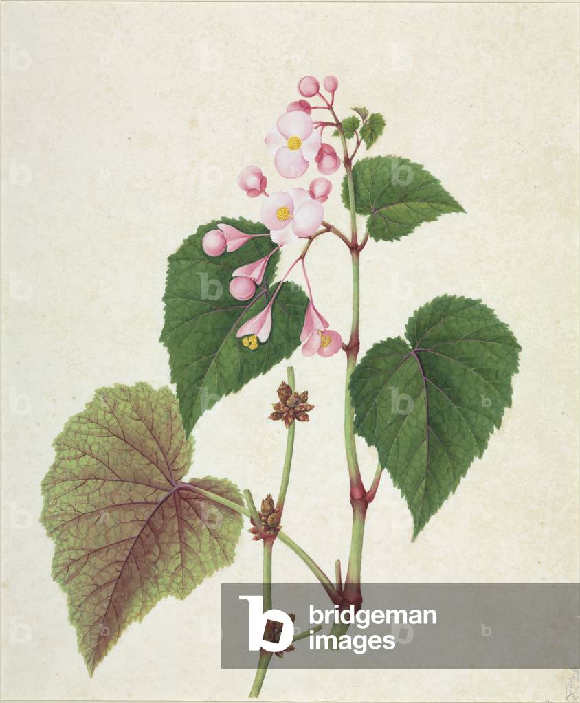 Begonia sp.