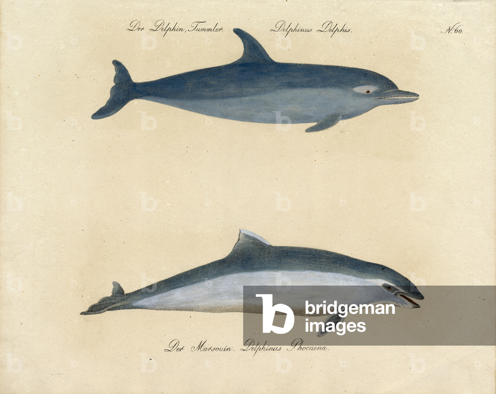 Image of Print depicting Dolphins (print) by Karl Joseph Brodtmann