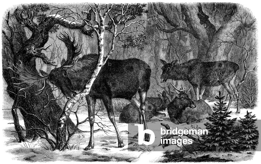 Image of Engraving depicting Moose, b/w