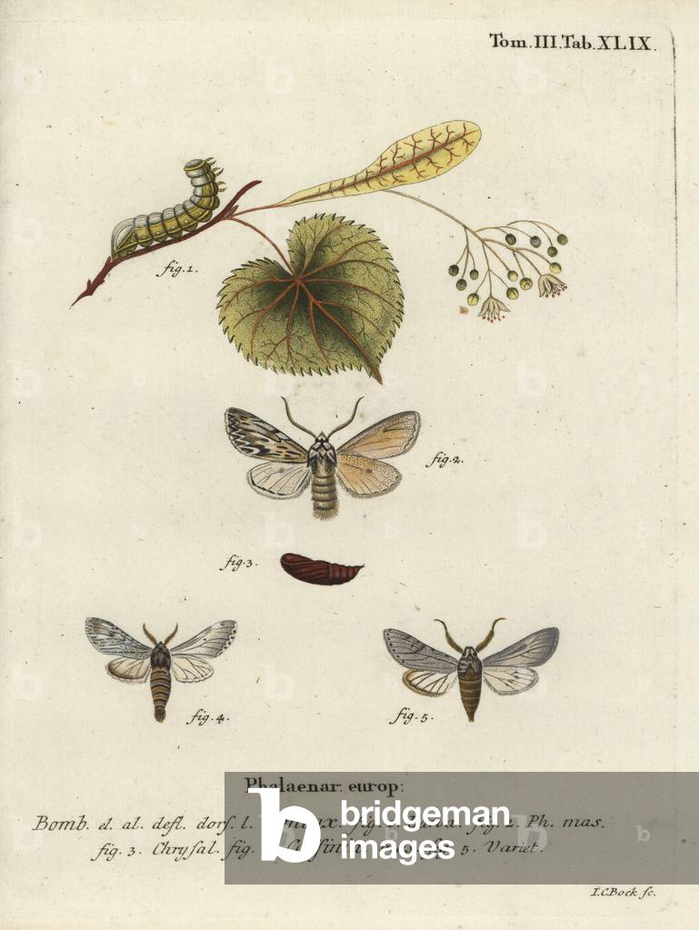 Falena Sprawler, Asteroscopus sfinge.