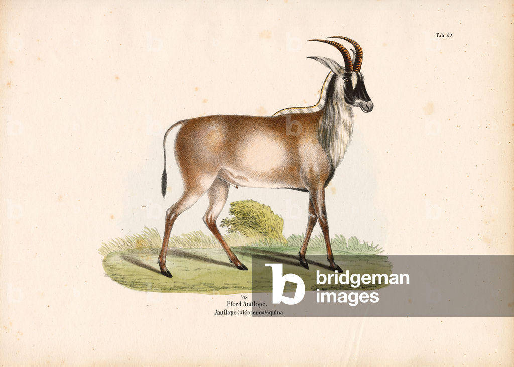 Antilope di Roan, 1848 (litografia)