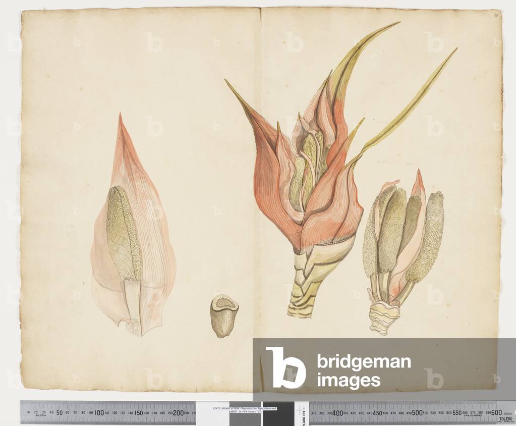 "F.33 Freycinetia baueriana" 1790 von John Doody