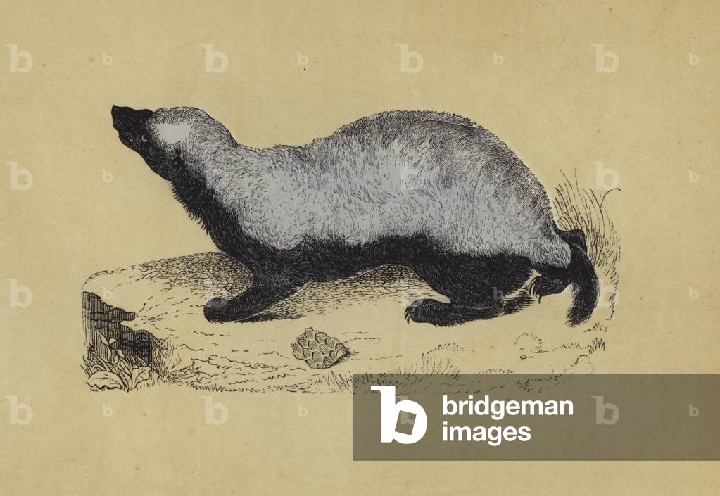 "Ratel (colore litico)" di English School