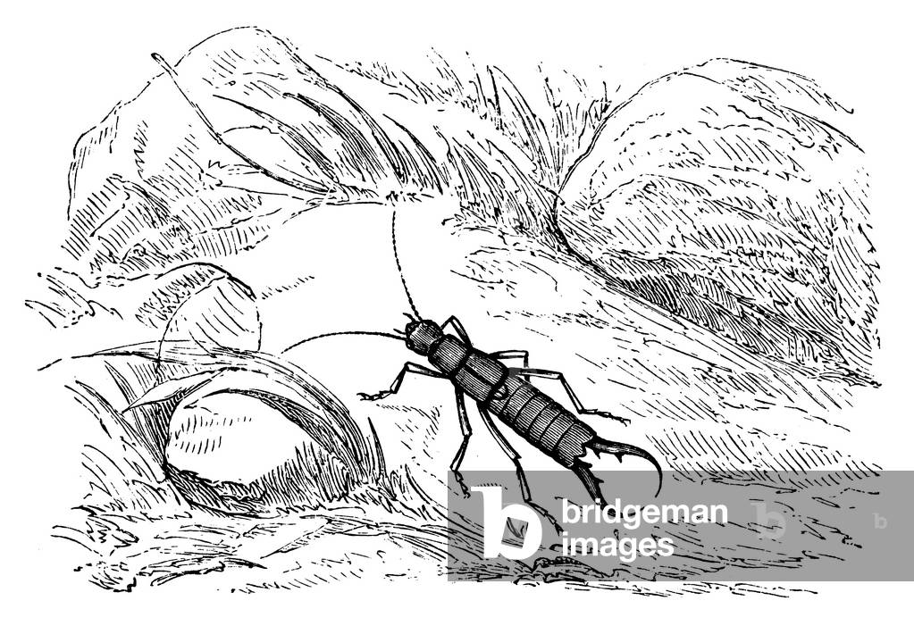 Image de Gravure représentant Earwig, b/w