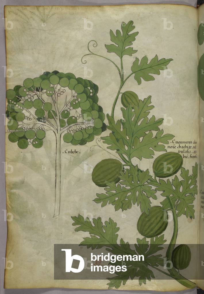 Image of Manuscript depicting Botanical illustration 1440 by Italian Artist