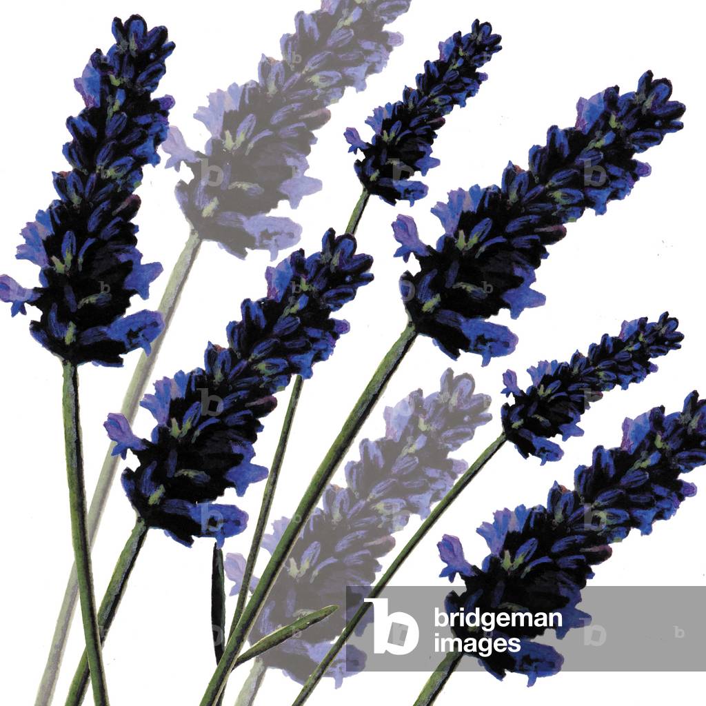 Sweet Lavender, 2004 (digital)