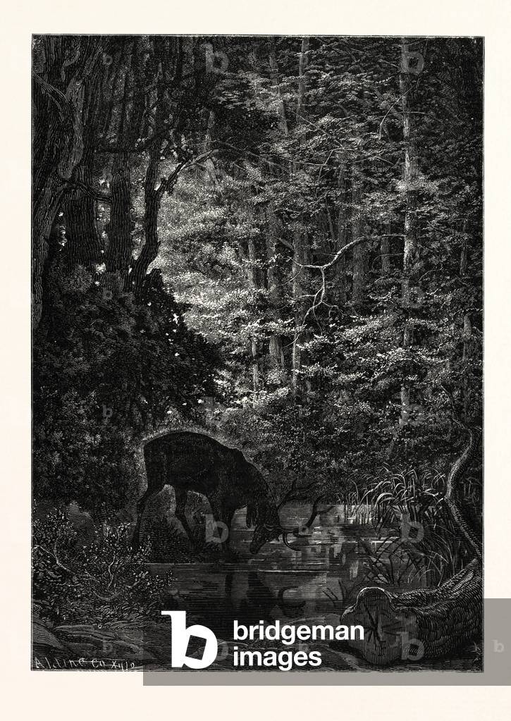 Der Hirsch an Eva hatte seine Füllung getrunken.