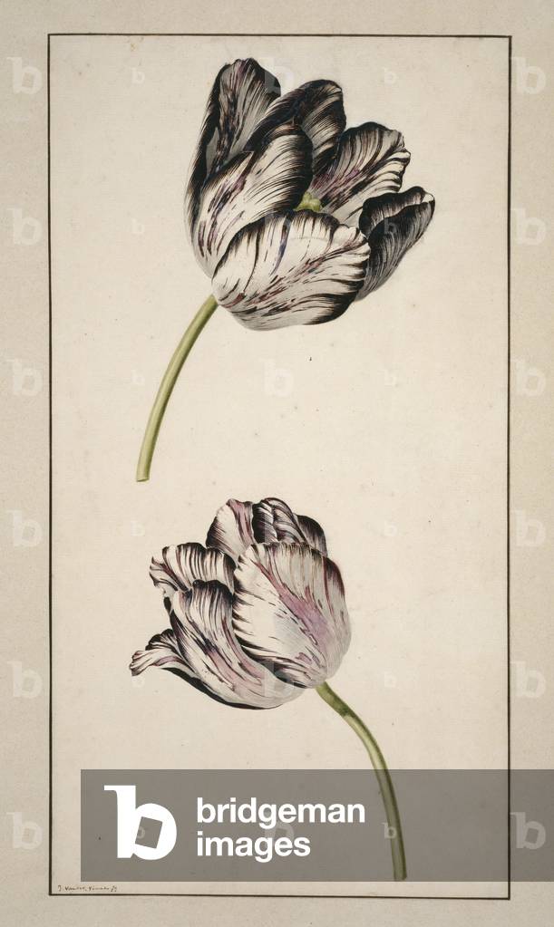 "Tulipa cultivar" 1600, b/w
