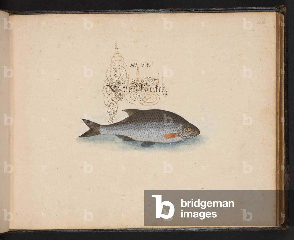 „Eine exakte natürliche Beschreibung und Abgrenzung der Wasservögel, Fische, Vierfüßler, Insekten und Würmer, 