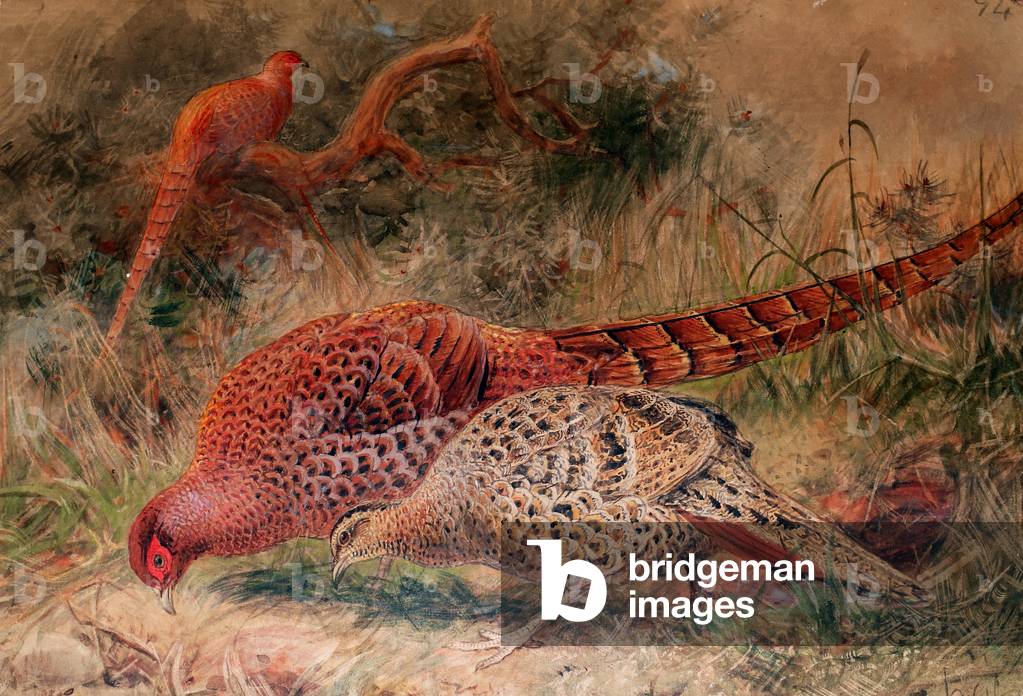 Fagiano di Soemmerring (Phasianus soemmerringi), 1852-54 (senza carta)